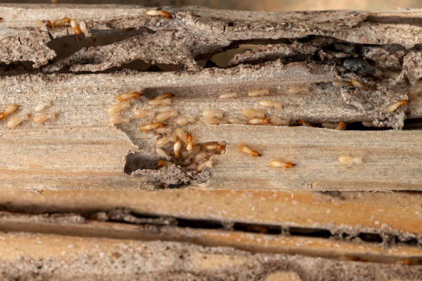 Wildlife Control Services in Elmer, NJ